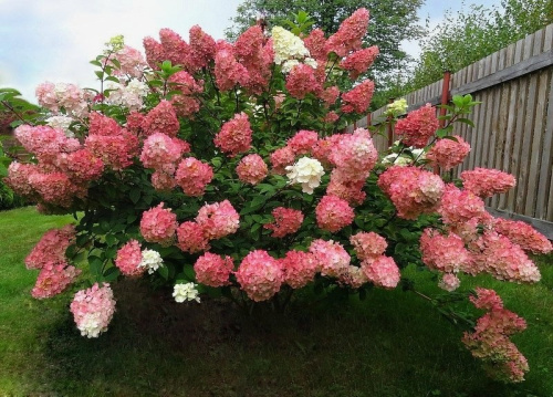 гортензия санди фрайз