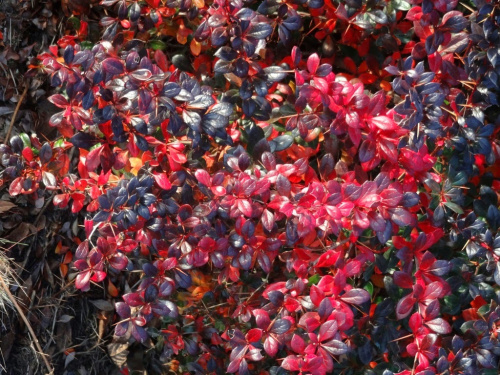 Berberis.Red Jewel.9